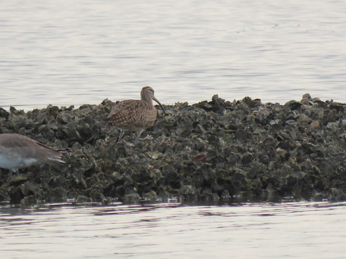 アメリカチュウシャクシギ - ML646938458