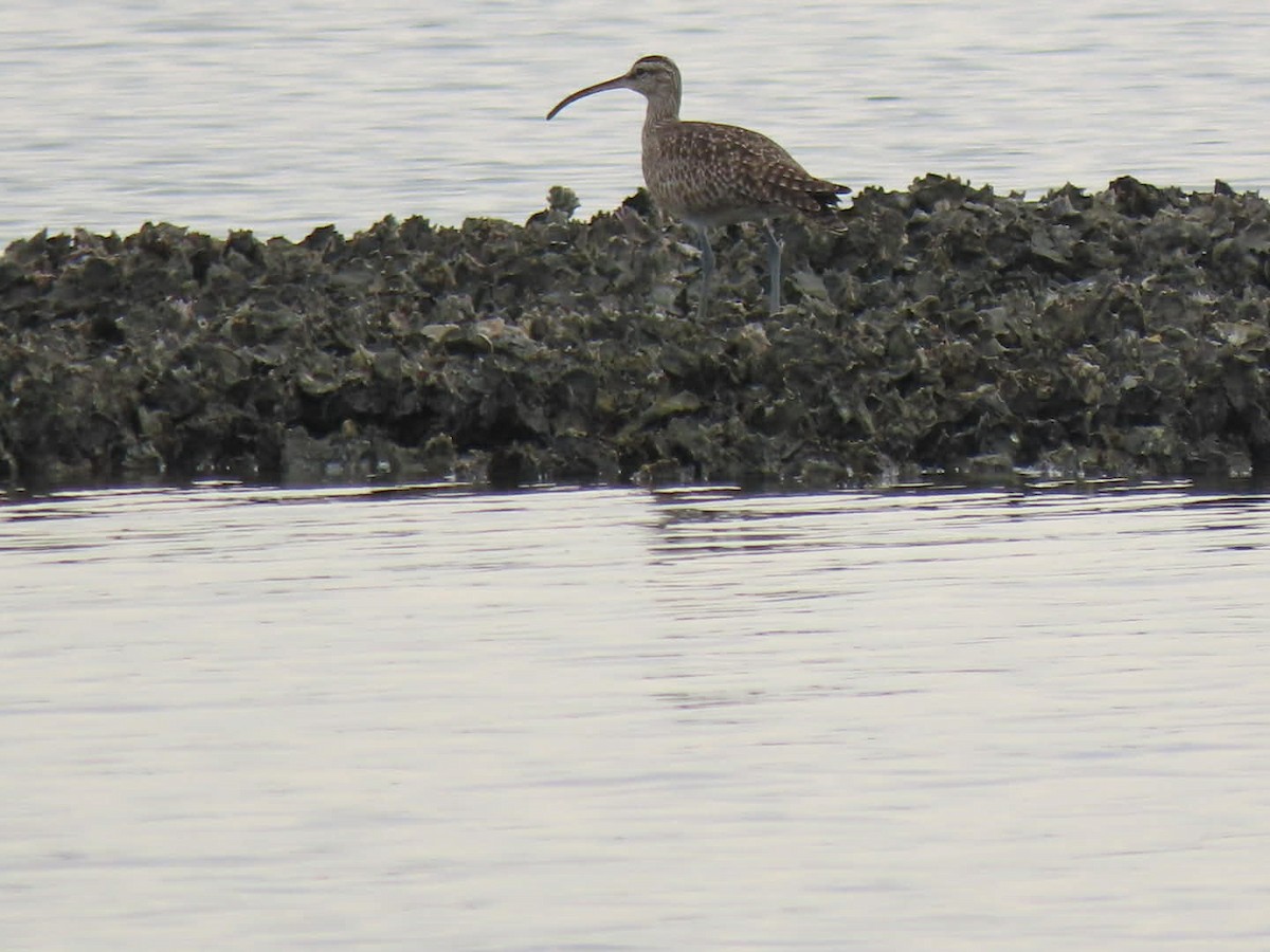 アメリカチュウシャクシギ - ML646938459