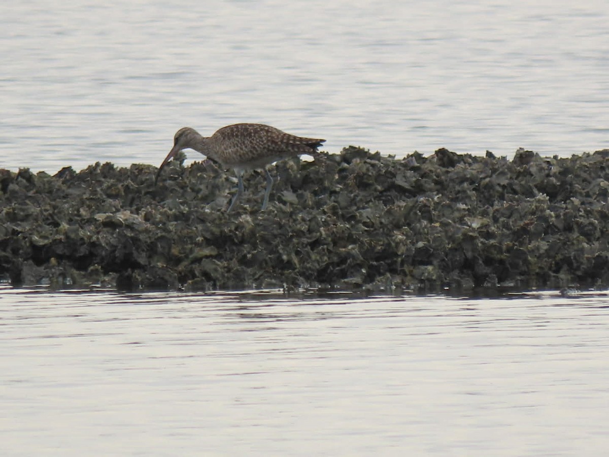 アメリカチュウシャクシギ - ML646938460