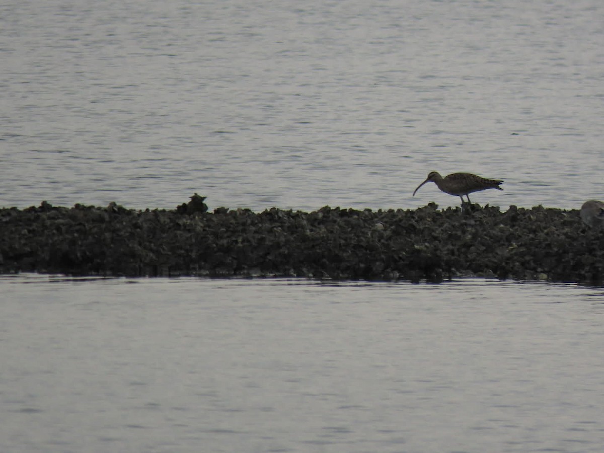 アメリカチュウシャクシギ - ML646938461