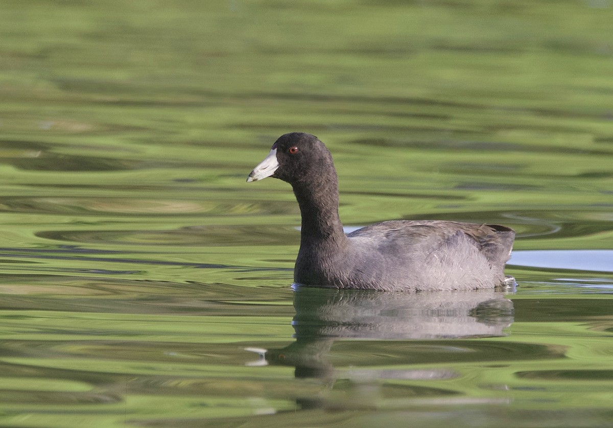 Лиска американська (червонобляшкова) - ML646938462