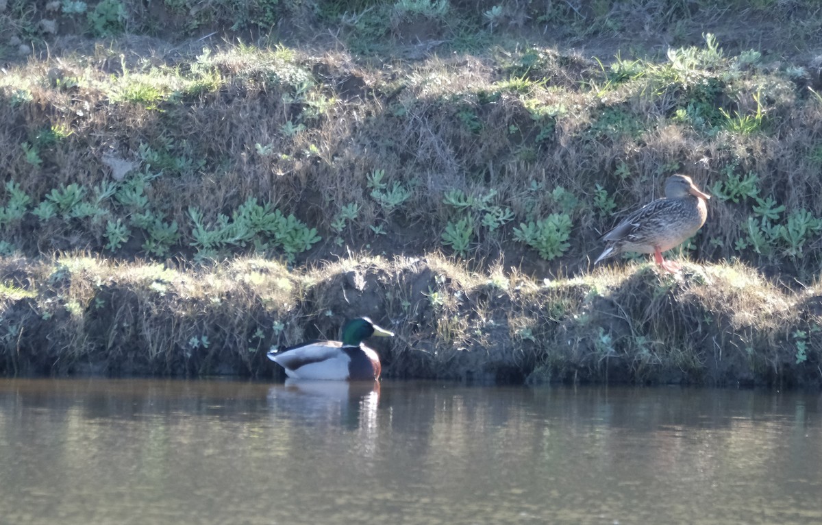 kachna divoká - ML646938465