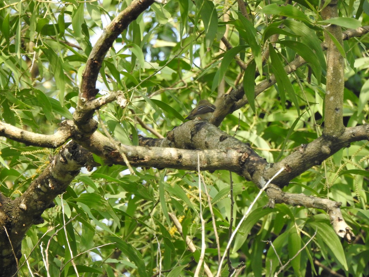 חטפית מוגימקי - ML646938467