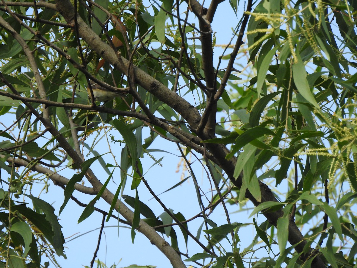 חטפית מוגימקי - ML646938468