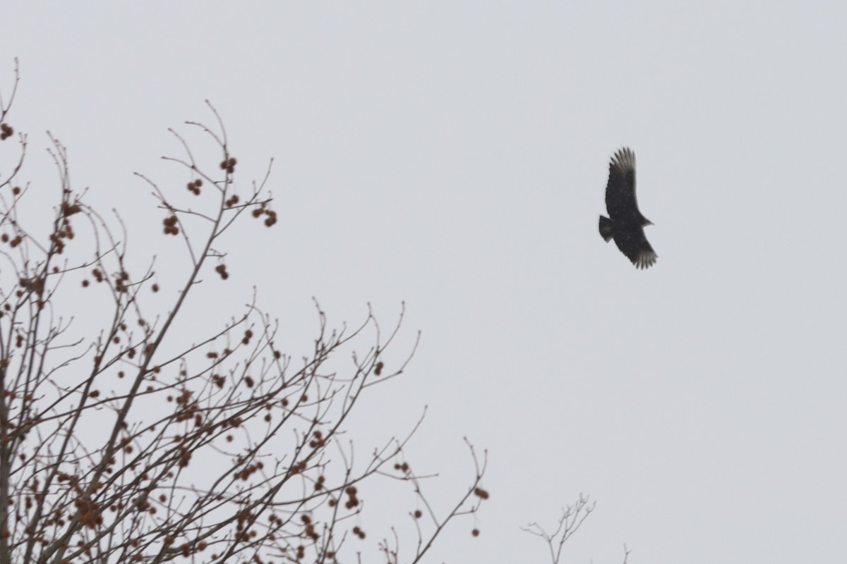 kondor havranovitý - ML646938471