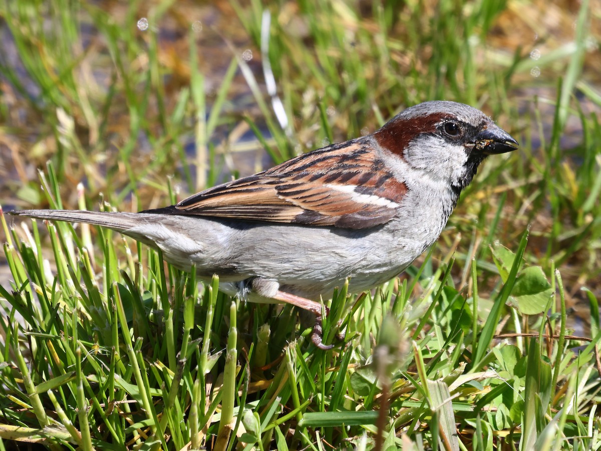 gråspurv - ML646938472