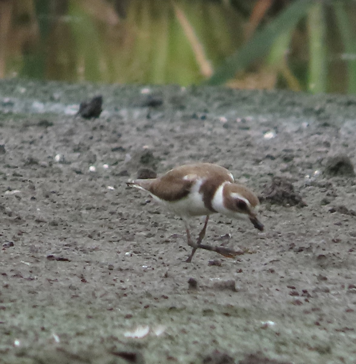 Semipalmated Plover - ML646938474