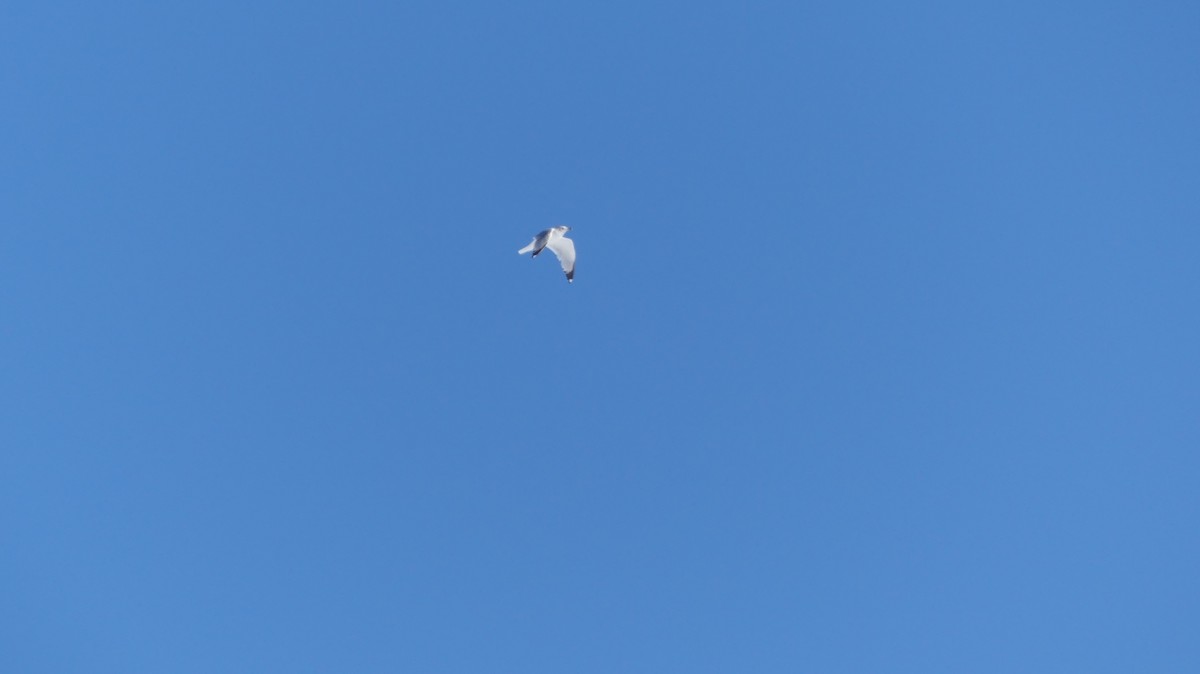 Ring-billed Gull - ML646938475