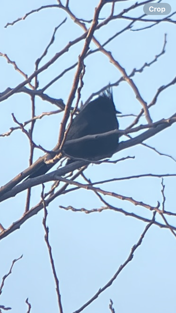 Phainopepla - ML646938476