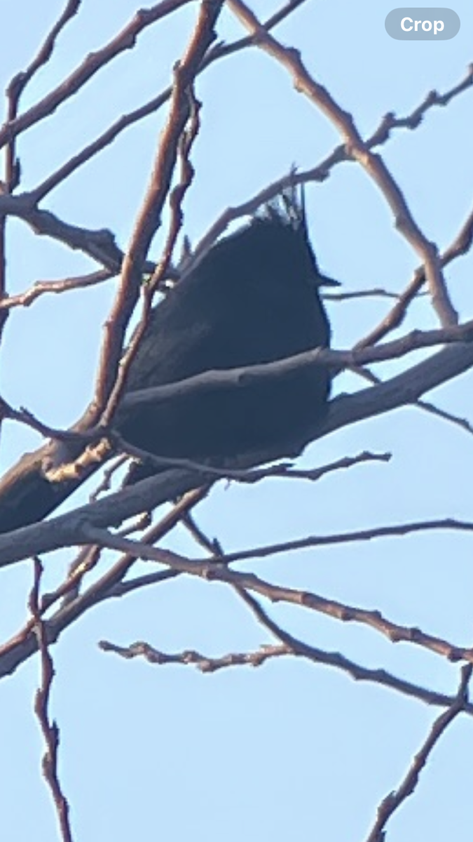 Phainopepla - ML646938477