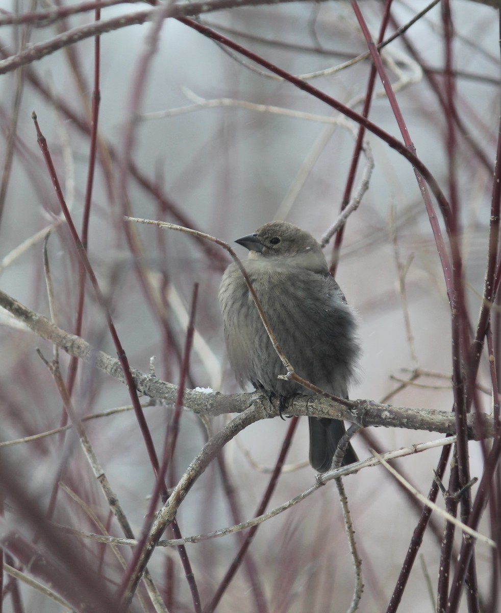 Brown-headed Cowbird - ML646938479