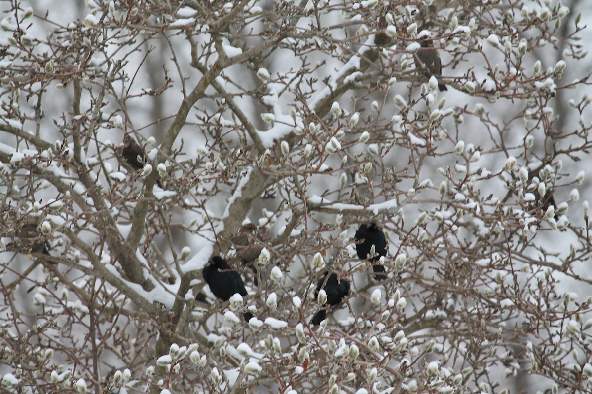 Brown-headed Cowbird - ML646938481
