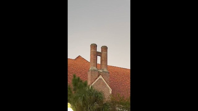 Голкохвіст сірочеревий - ML646938486