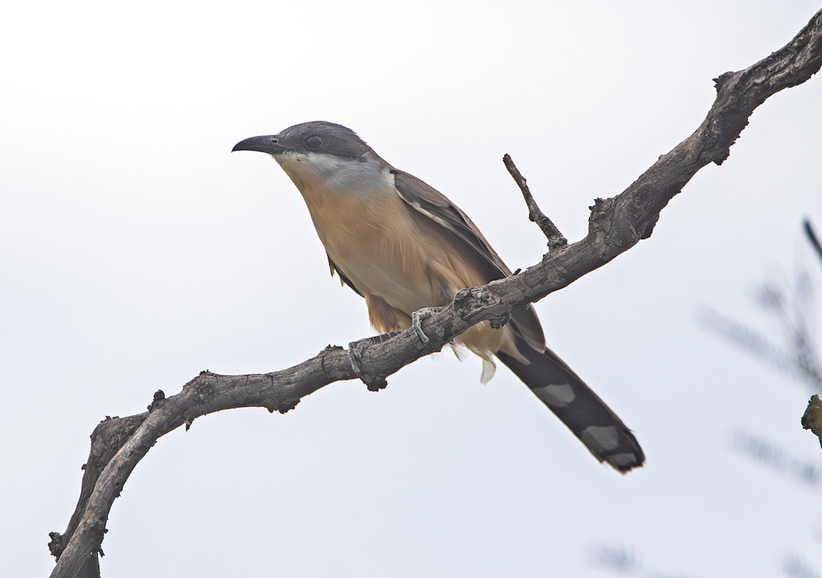 Dark-billed Cuckoo - ML646938492