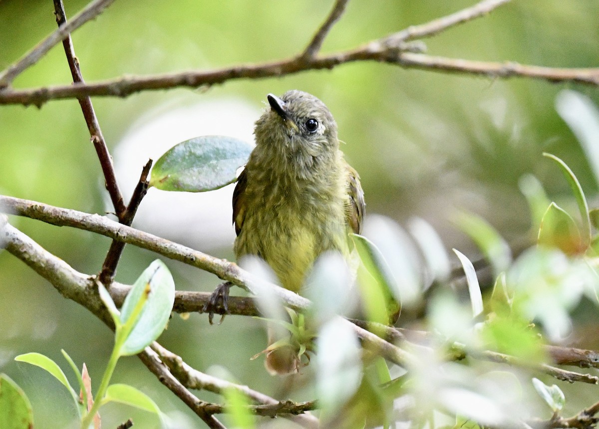 Olive-streaked Flycatcher - ML646938494