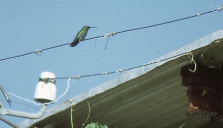 Green-throated Carib - ML646938495