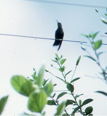 Green-throated Carib - ML646938496