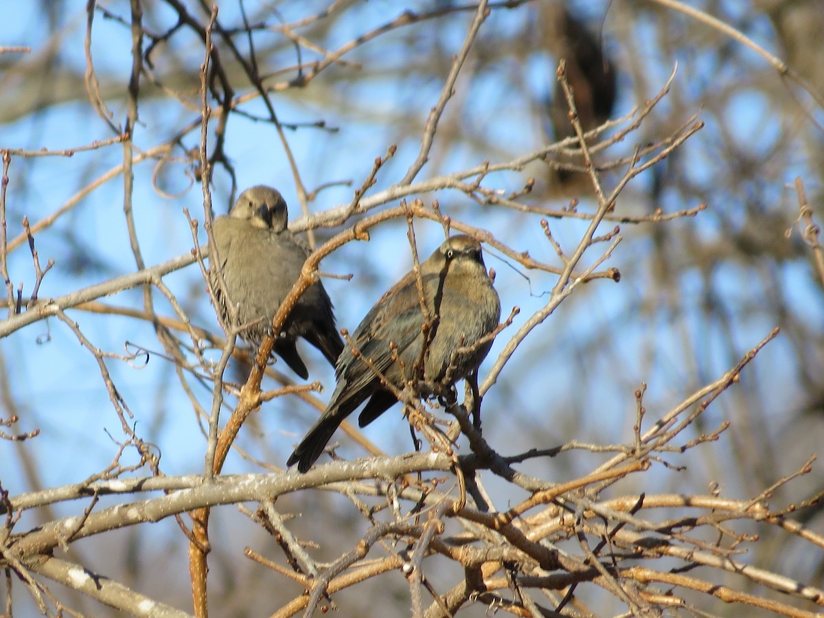 Pas Rengi Karatavuk - ML646938497