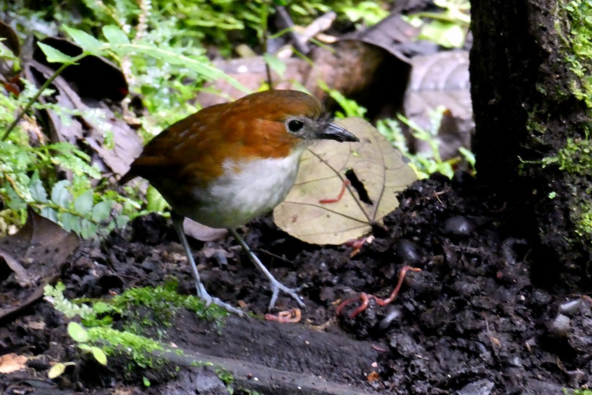 White-bellied Antpitta - ML646938498