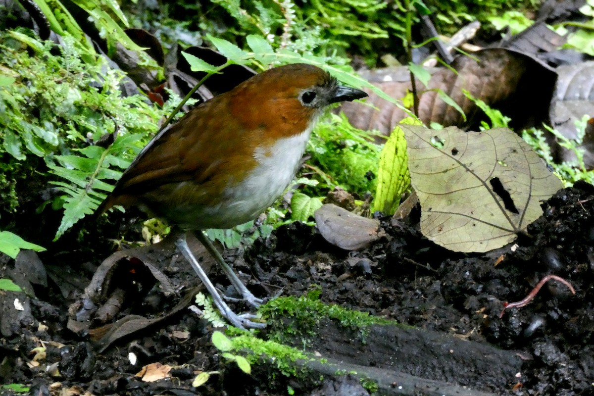 White-bellied Antpitta - ML646938499