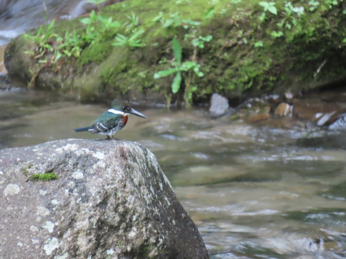 Green Kingfisher - ML646938500