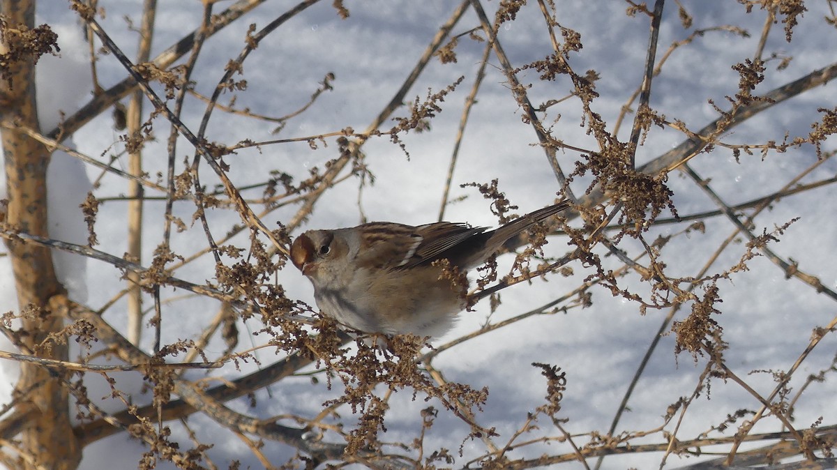 White-crowned Sparrow - ML646938502