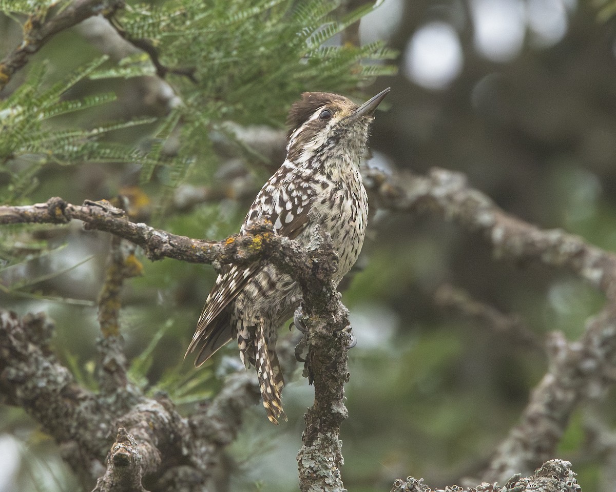 Полосатохвостый дятел - ML646938503