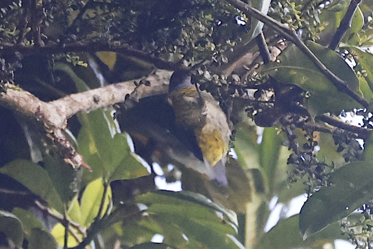 Tit Berrypecker - ML646938509