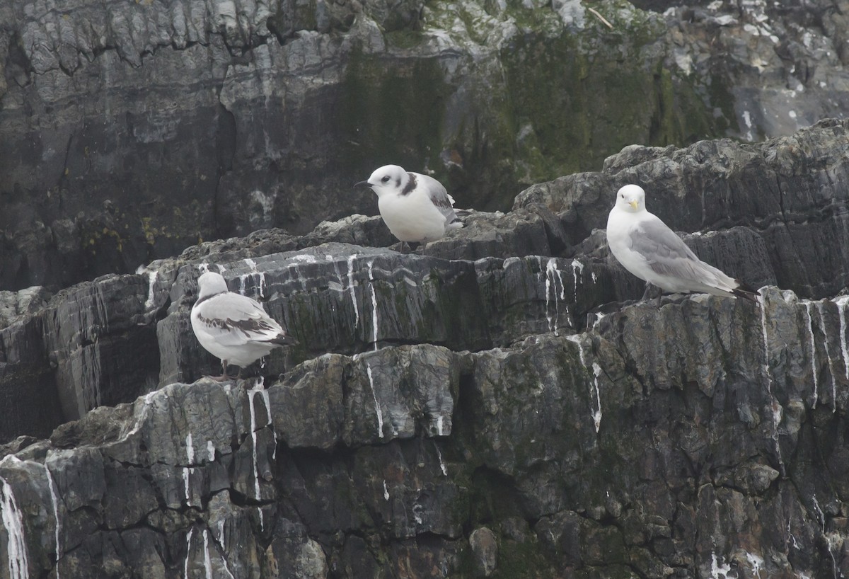 Black-legged Kittiwake - Alix d'Entremont