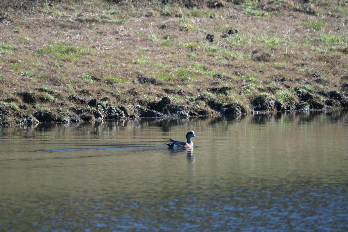 hvízdák americký - ML646938511