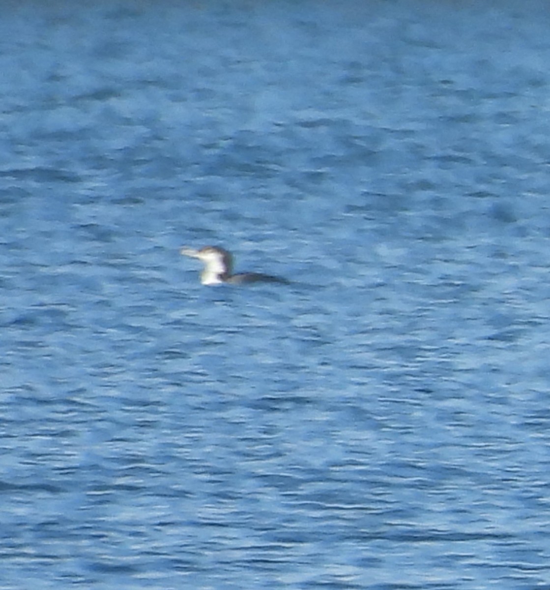 Common Loon - ML646938512