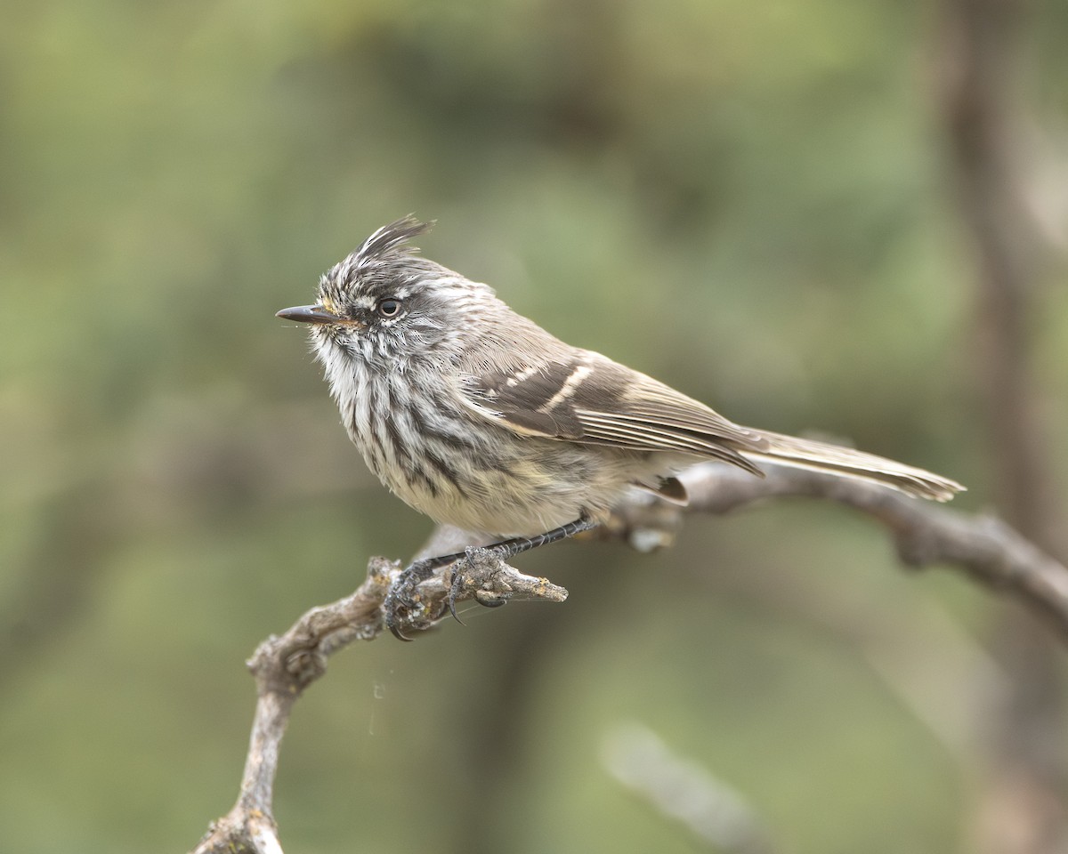 Tufted Tit-Tyrant - ML646938513