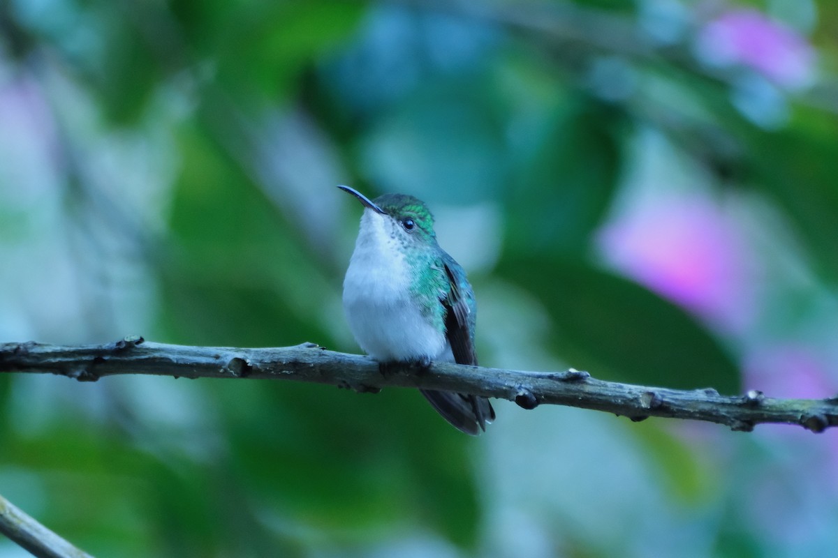 Coppery-headed Emerald - ML646938514