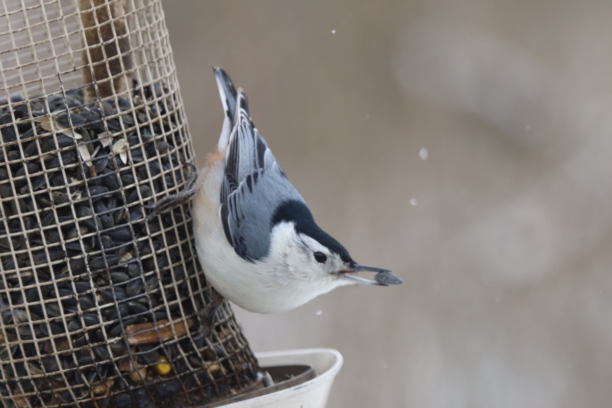 White-breasted Nuthatch - ML646938515