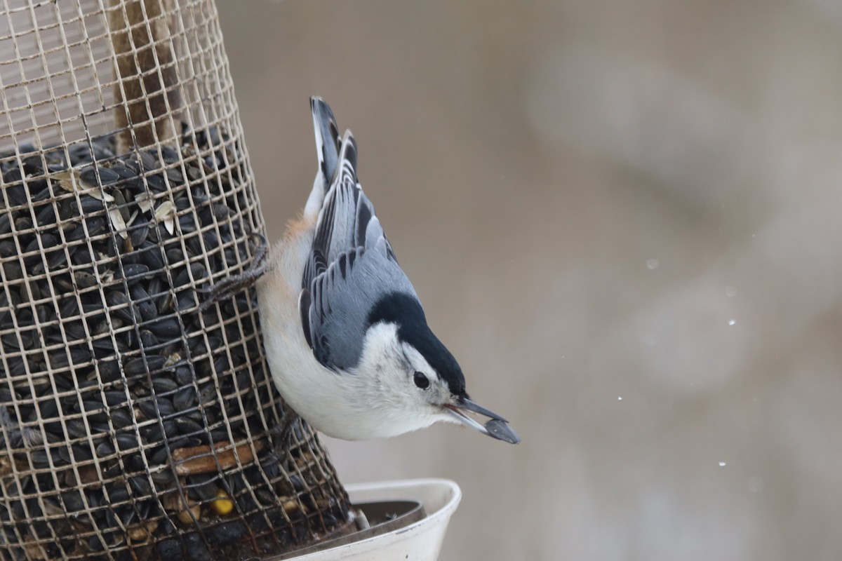 White-breasted Nuthatch - ML646938516