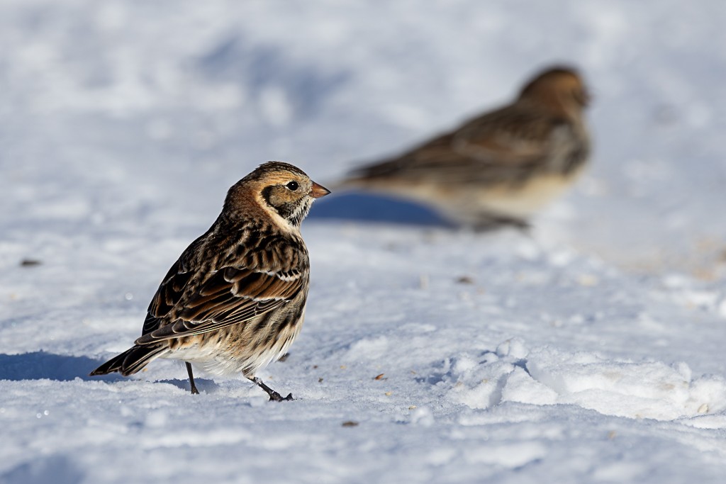 Plectrophane lapon - ML646938518