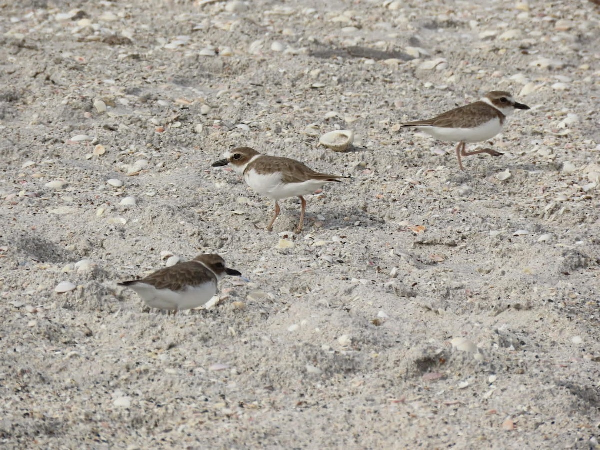 ウィルソンチドリ - ML646938522