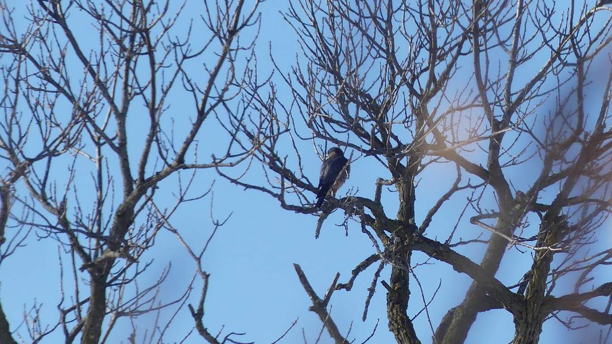 Merlin - ML646938523