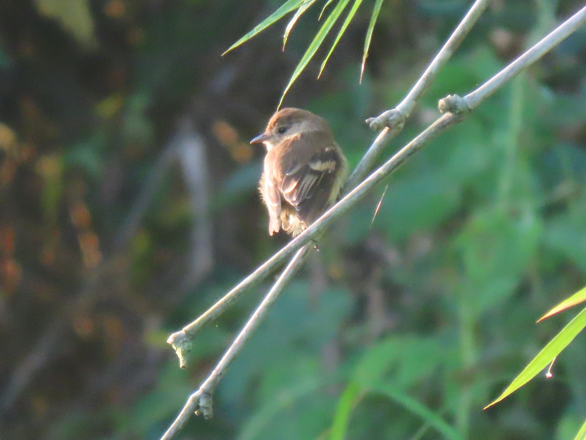 Bran-colored Flycatcher - ML646938525
