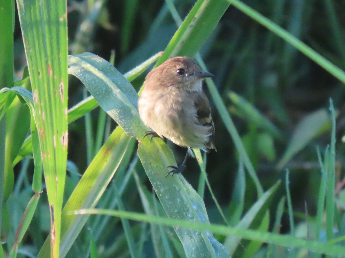 Bran-colored Flycatcher - ML646938526