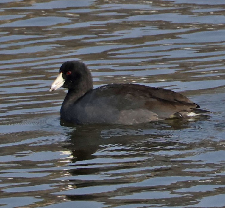 Kopetazuri amerikarra - ML646938527