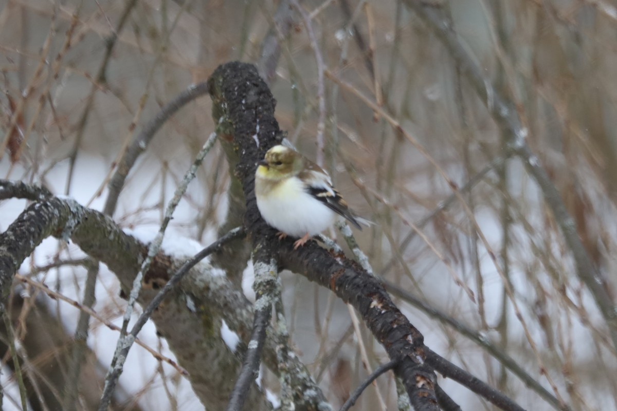 American Goldfinch - ML646938529