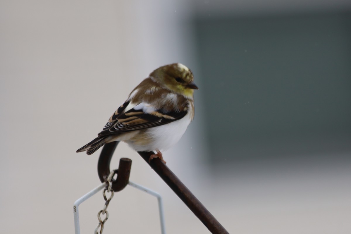 American Goldfinch - ML646938530