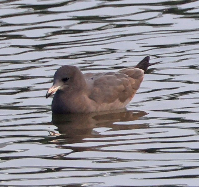 Heermann's Gull - ML646938535