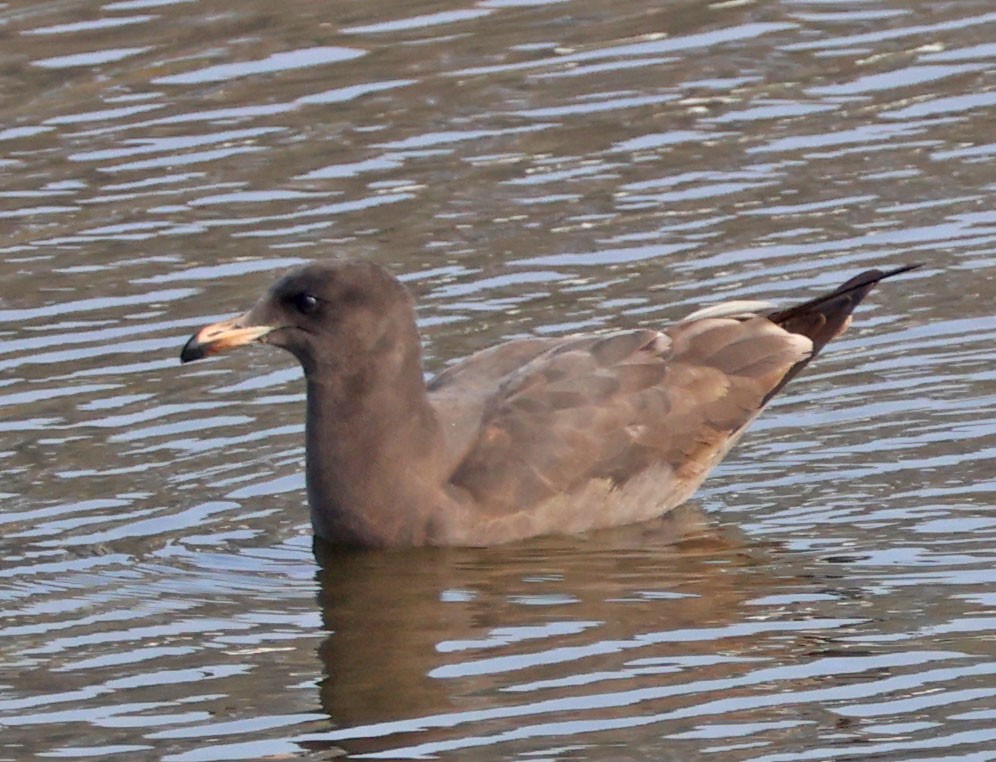 Heermann's Gull - ML646938536