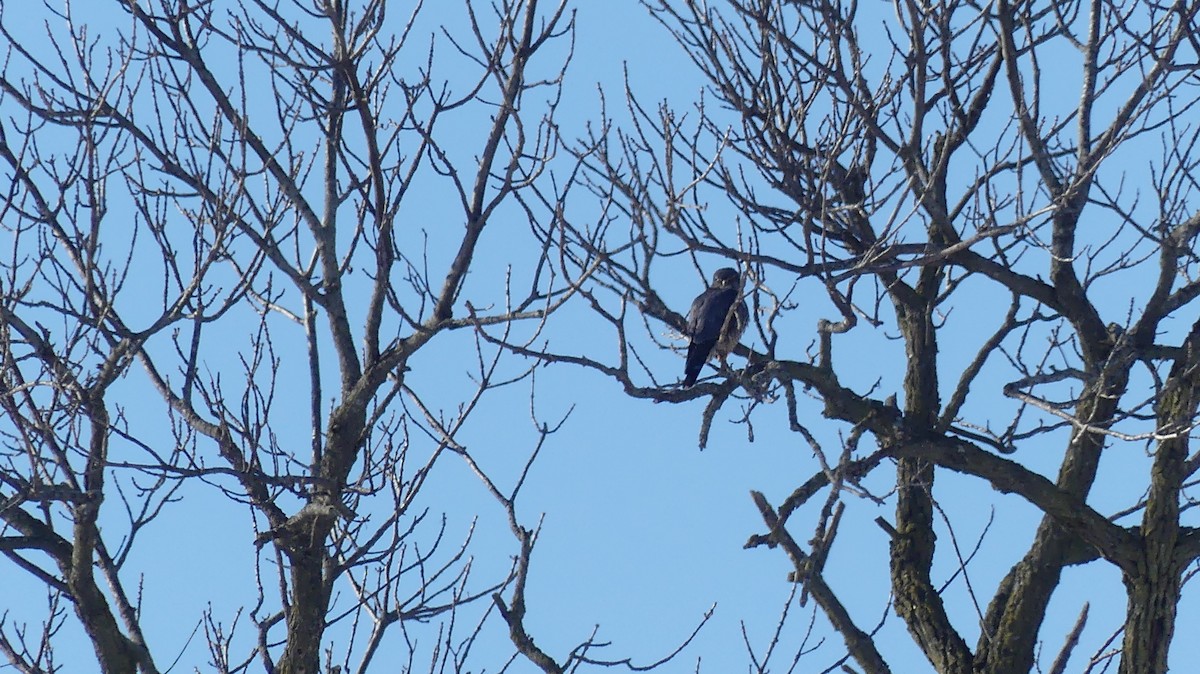 Merlin - ML646938537