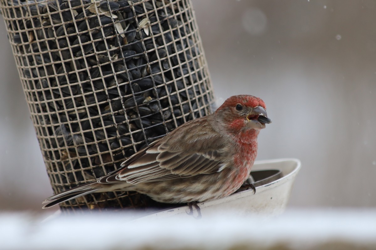 House Finch - ML646938538