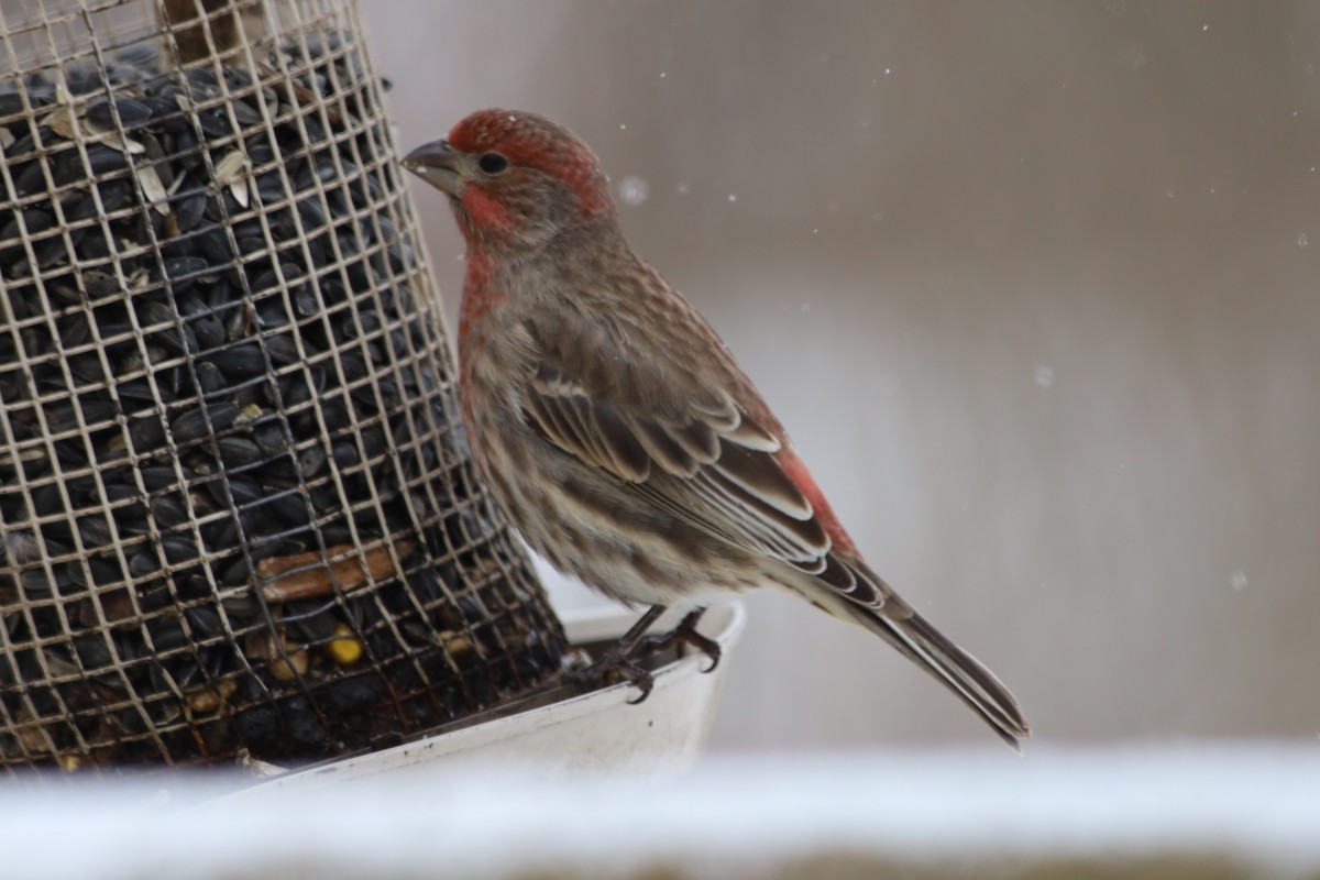 House Finch - ML646938539