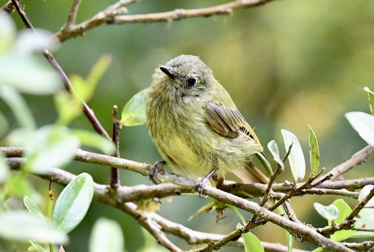 Olive-streaked Flycatcher - ML646938540