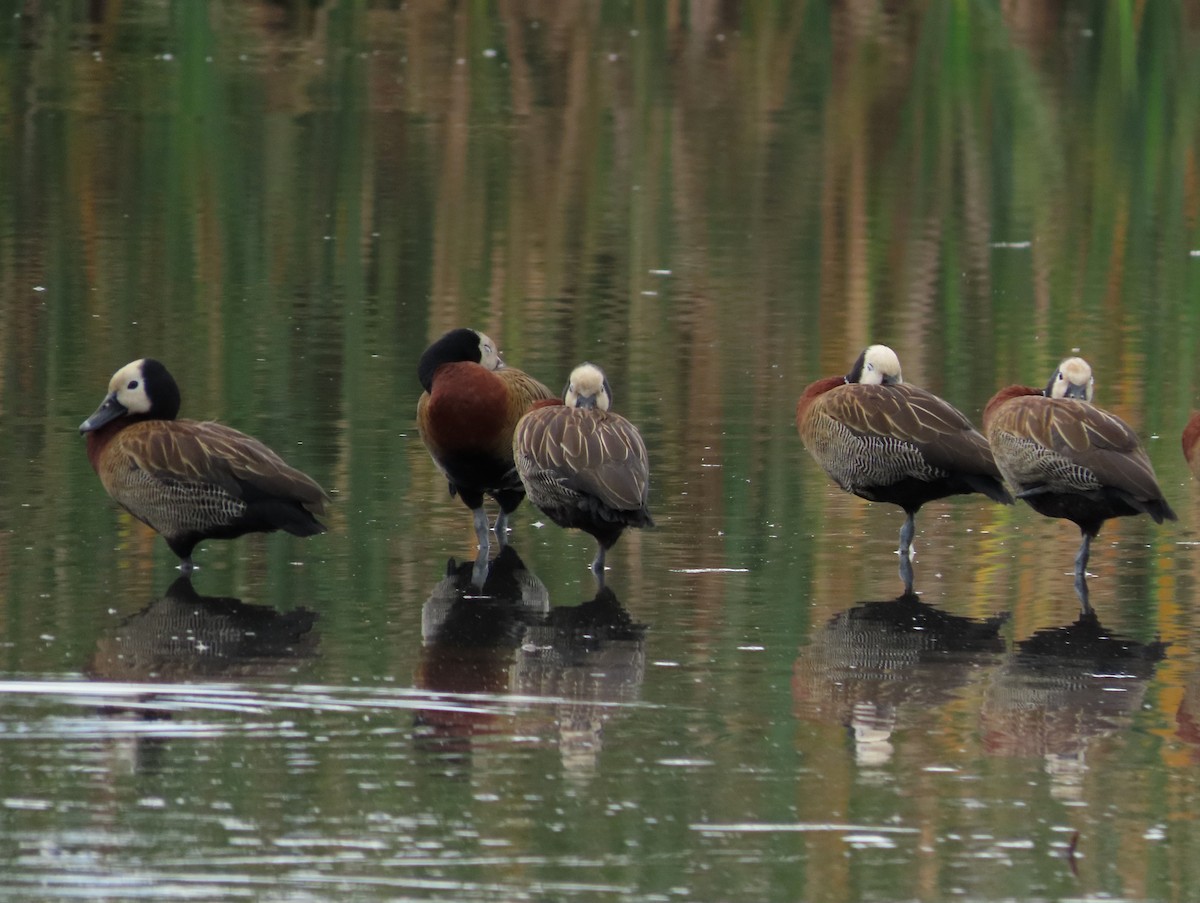 White-faced Whistling-Duck - ML646938541